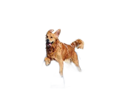 Blue dog splash pad sprinkler mat on white background