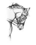 Black and white horse wall decal design, true white background