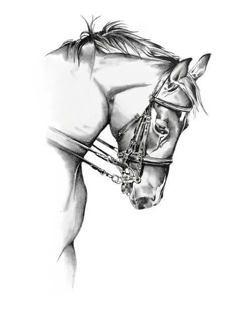 Black and white horse wall decal design, true white background